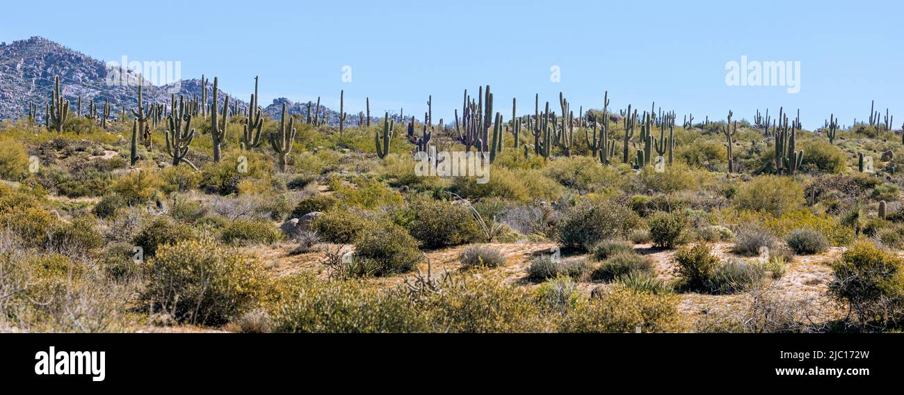 saguaro cactus (Carnegiea gigantea, Cereus giganteus), many saguaro cactuses at the Sonora desert, USA, Arizona, Brown`s Ranch Trailhead, Scottsdale Stock Photo